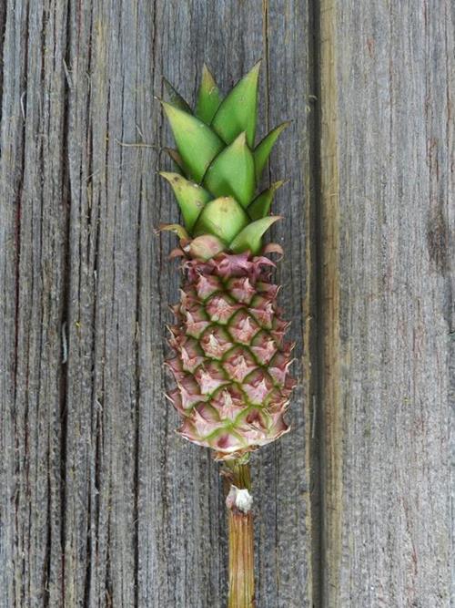 MINI PINEAPPLE